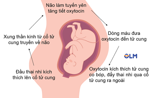 cơ chế sinh con, olm